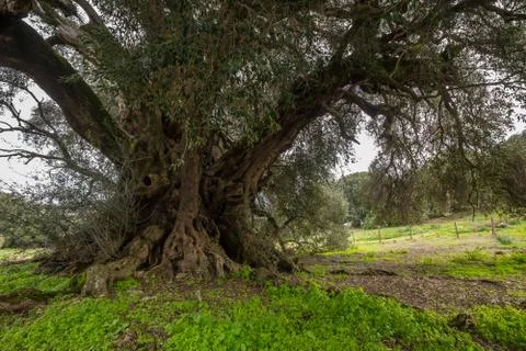 Millenary olive tree Foto stock