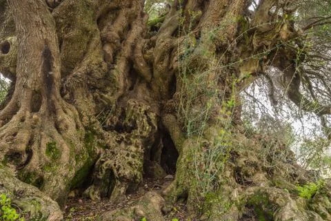 Millenary olive tree Foto stock