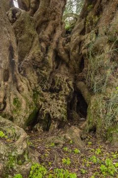 Millenary olive tree Stock Photos