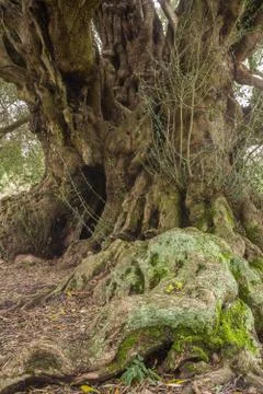 Millenary olive tree Stock Photos