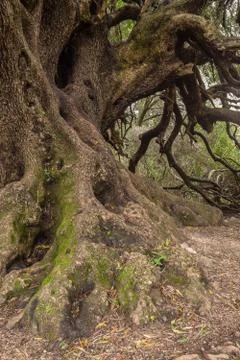 Millenary olive tree Stock Photos