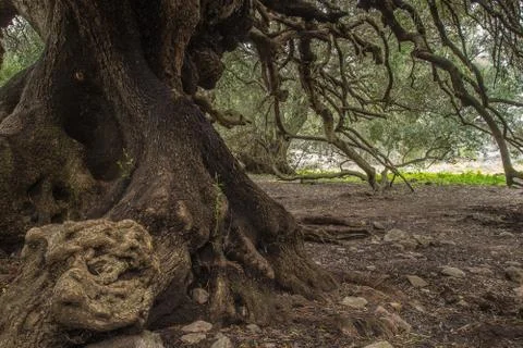 Millenary olive tree Stock-Fotos