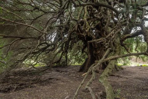 Millenary olive tree Stock Photos