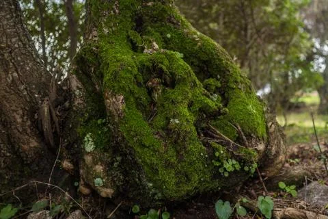 Millenary olive tree Stock Photos
