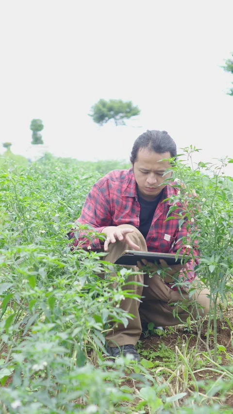 Millennial agricultural worker seated rows of chili trees, closely inspecting Stock Footage 309914934