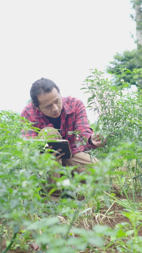 Millennial agricultural worker seated rows of chili trees, closely inspecting Stock Footage 309914985