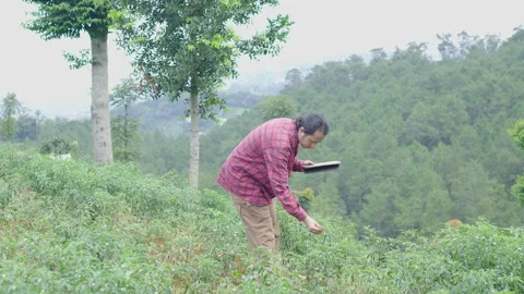 Millennial agricultural worker walking through chili plantation analyzing data Stock Footage 309915207