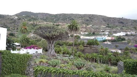 Millennial Drago Tree from Icod de los Vinos, on the island of Tenerife Stock Footage