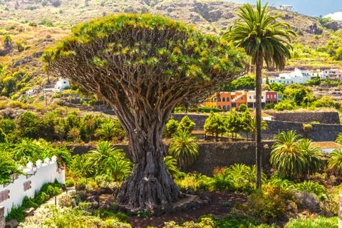 Millennial drago tree at icod de los vinos, tenerife island Stock Photos