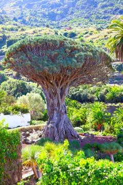 Millennial Drago tree Stock Photos