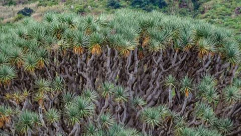 Millennial Dragon Tree crown view of leafs Foto stock