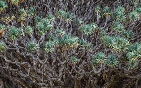 Millennial Dragon Tree mess view of leafs Foto stock