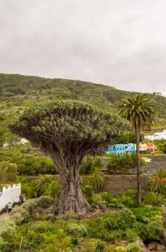 The millennial dragon tree Stock Photos
