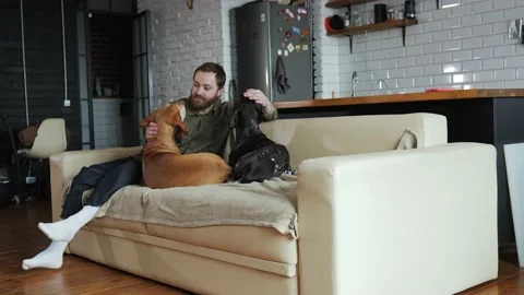 A millennial man sitting on the couch with his two pets dogs of hunting breeds Stock Footage 233326350