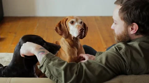 A millennial man strokes his two pet dogs while sitting with them on the sofa Stock Footage 234436320