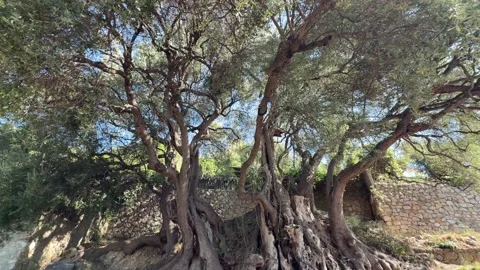Millennial Olive Tree Roquebrune-Cap-Martin France Tilt Up 库存影片 347410800