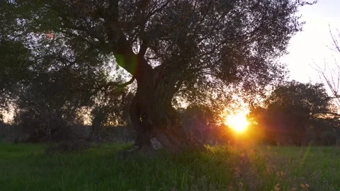 Millennial tree during sunset. Incredible light and wonderful old tree. Apulia,  Stock Footage 138030325