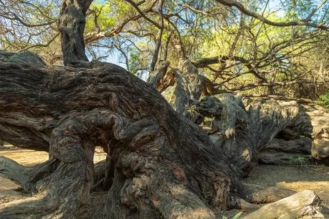 Millennial tree in the Pomac Forest historical sanctuary, Lambayeque, Peru Fotos Stock
