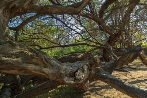 Millennial tree in the Pomac Forest historical sanctuary, Lambayeque, Peru Stockfoto's