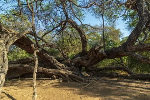 Millennial tree in the Pomac Forest historical sanctuary, Lambayeque, Peru Stockfoto's
