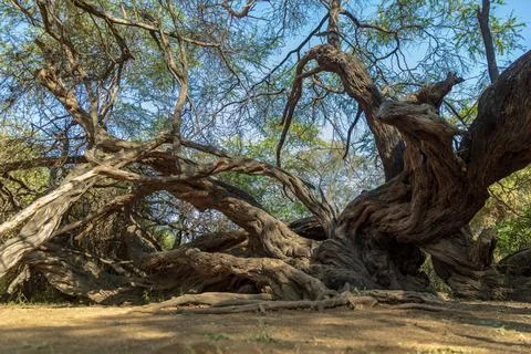 Millennial tree in the Pomac Forest historical sanctuary, Lambayeque, Peru Stockfoto's