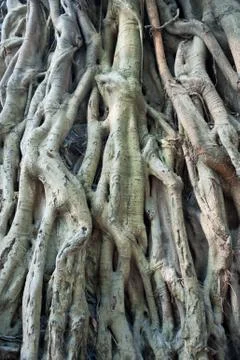 Millennium ancient roots Stock Photos
