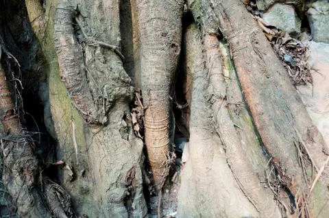Millennium ancient roots Stock Photos