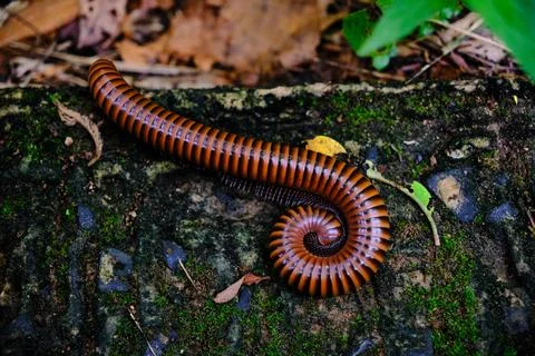 A millepede on a damp moss Stock Photos