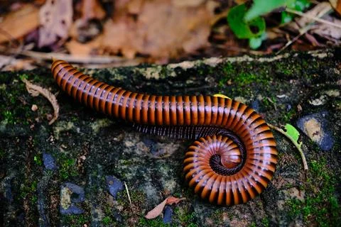 A millepede on a damp moss Stock Photos