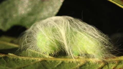 Miller moth Caterpillar. Scientific name, Acronicta leporina. Stock-Footage 193994729
