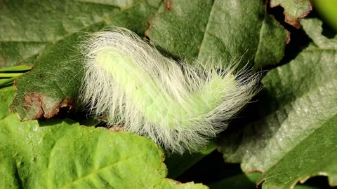 Miller moth Caterpillar. Scientific name, Acronicta leporina. Stock-Footage 193994844