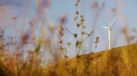 Milles and grass Stock Footage 11428360