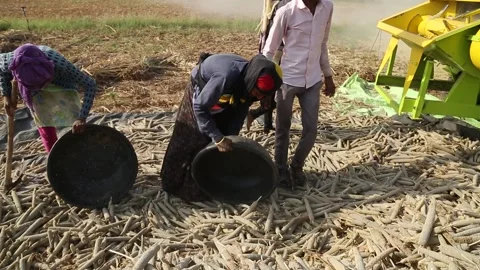 Millet collection before grain separation from husk Stock Footage 165964604