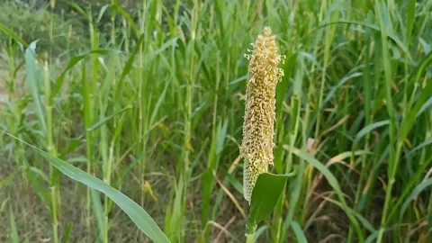 Millet crop. Stock Footage 232831549