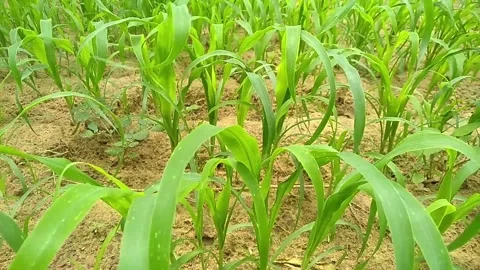 The millet crop is growing in the field Stock Footage 296756653