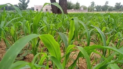 The millet crop is growing in the field Stock Footage 302856649