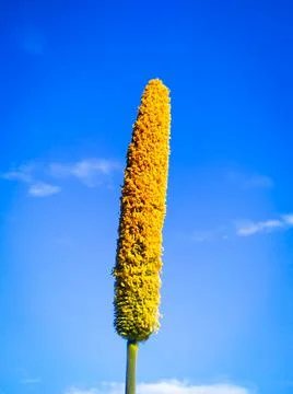 Millet ear Stock Photos