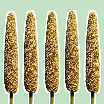 Millet ears isolated on mint background Stock Photos