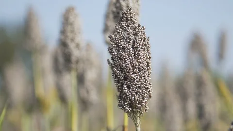 Millet in the field, close-up Stock Footage 101294767