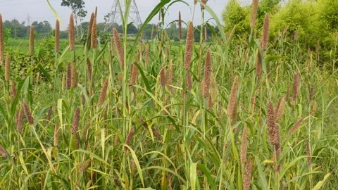Millet Field Stock Footage 340638008