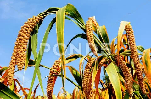 Millet fields Stock Photos