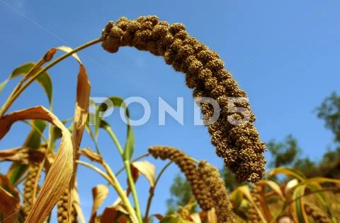 Millet fields Stock Photos