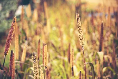 Millet flower Stock Photos
