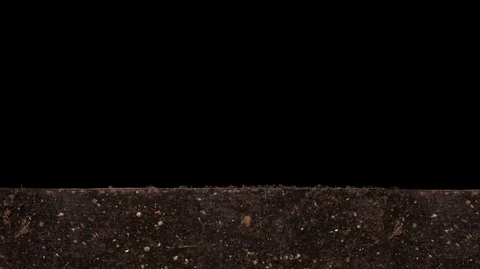 Millet germination Time lapse 03 Stock-Footage 121183799