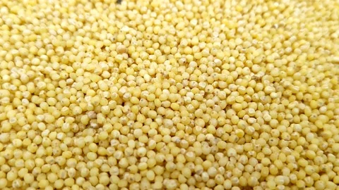 Millet groats close-up Stock Footage 168026364