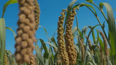 Millet in grow 스톡 동영상 172118465