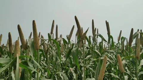 Millet an important cereal crop in field Stock Footage 249054607