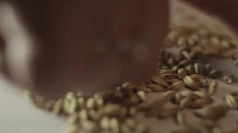 Millet laboratory Stock Footage 45425900