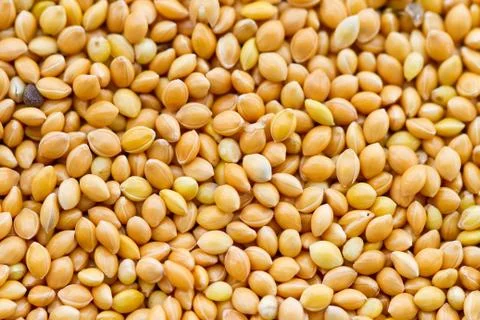 Millet Stock Photos