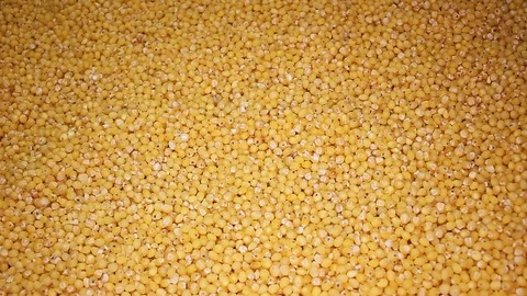 Millet Raw Millets Close up Texture Stock Video Footage Stock Footage 114050037